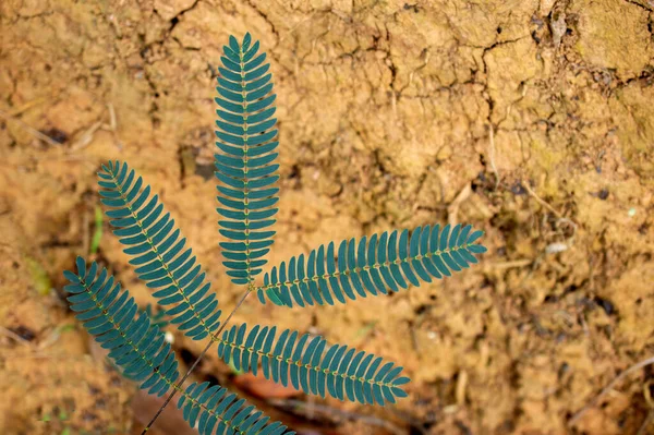 Piante Selvatiche Possono Essere Chiamati Come Erbacce Erbacce Sono Piante — Foto Stock