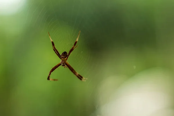 クモは8本足の空気呼吸用の節足動物です クモは無脊椎動物だが 昆虫とはみなされていないのは 6本の脚の代わりに3本 8本の脚の代わりに2本の主要な体の部分しか持たず 触角も持たないからである — ストック写真