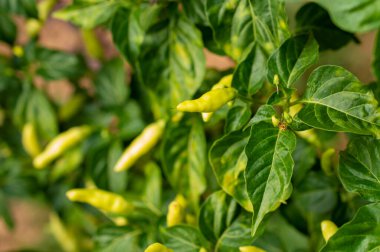 Beta-karoten oranının önemli bir kısmı nedeniyle, yeşil biberler kardiyovasküler sistemin doğru işleyişinin sürdürülmesine ve bağışıklığın artırılmasına yardımcı olmaktadır. Kilo kaybı için yardım: Yeşil biber kalori yakmada yardımcı olur 