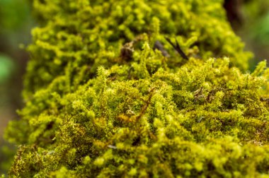 Eğreltiotu yosunu (Thuidium cinsi), kuzey yarımküre boyunca toprak, kaya, kütük ve ağaç üslerinde hasırlar oluşturan çeşitli bitki türlerinden biridir. Bitkinin kısmi güneşe orta tonda ihtiyacı var. Toprağın tipi asitli olmalı.