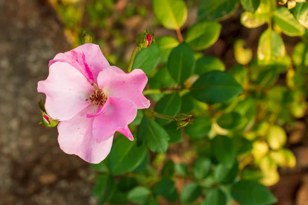 Rosas Silvestres São Arbusto Usado Tradicionalmente Para Fazer Contas Rosário — Fotografia de Stock