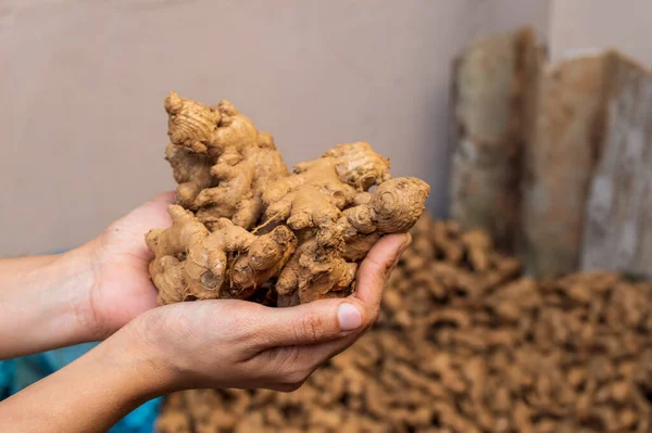 Jengibre Está Cargado Antioxidantes Compuestos Que Previenen Estrés Daño Adn Fotos De Stock Sin Royalties Gratis