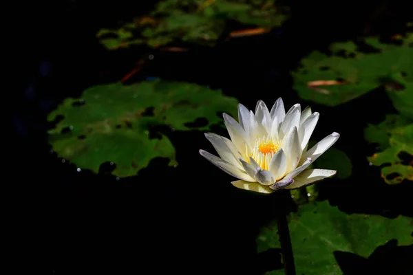 Beyaz nilüfer güzel çiçek açıyor..
