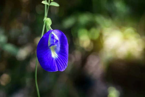 Schmetterlingserbsenblumen Blühen Schön — Stockfoto