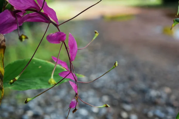 Pembe ödünç verilen çiçekler sabah doğal olarak çiçek açıyor..