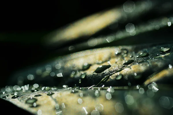 Капли Воды Листьях Сезон Дождей — стоковое фото