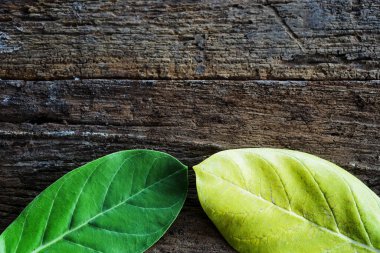 The two-colored dahlia leaves are beautifully placed on the wooden floor.