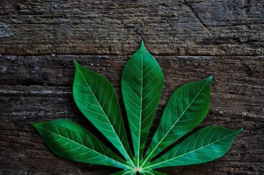 The cassava leaves sit beautifully on the wooden floor.