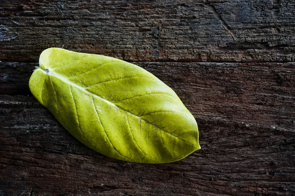 The dahlia leaves are beautifully placed on the wooden floor.