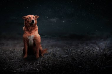 Köpek tarlanın ortasında tek başına oturup efendisini bekledi..