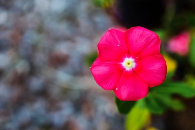 Pembe çiçekler güzel çiçek açıyor..