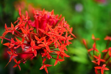 Kırmızı iğne çiçekleri sabahları çok güzel açıyor..