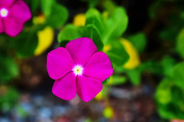 Фіолетові Квіти Красиво Цвітуть Вранці — стокове фото