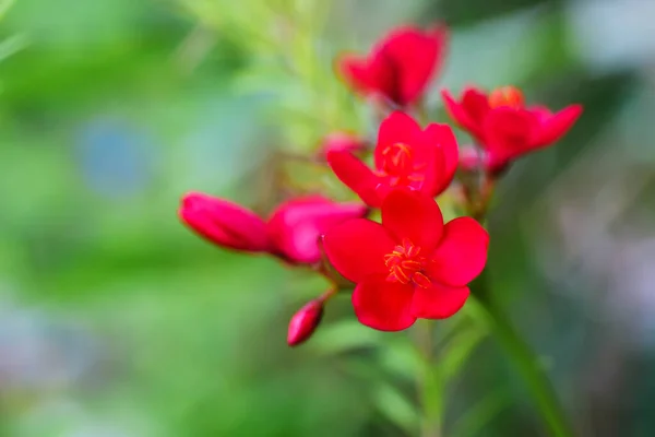 Pembe çiçekler sabahları çok güzel açıyor..