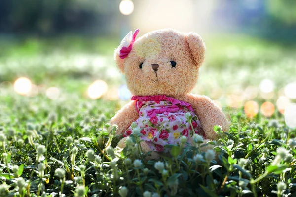 Cute Teddy Bear Sitting Grass Morning — Stock Photo, Image