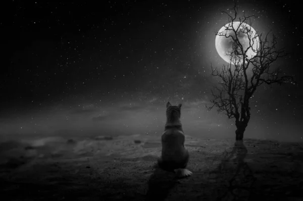 Foto Preto Branco Cão Sentado Deserto Olhando Para Lua Cheia — Fotografia de Stock