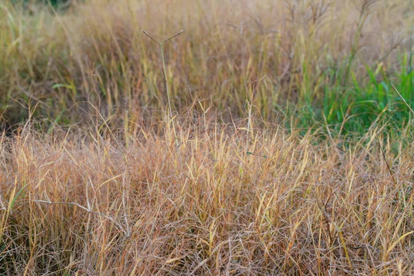İğne yapıldığında çimenler kuruyor ve ölüyordu..