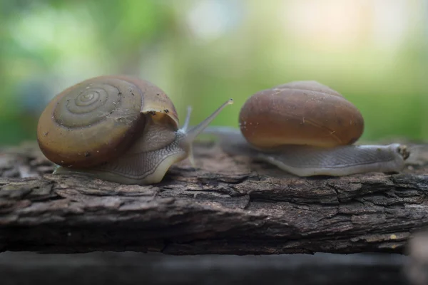 蜗牛在美丽的早晨坠入爱河 — 图库照片