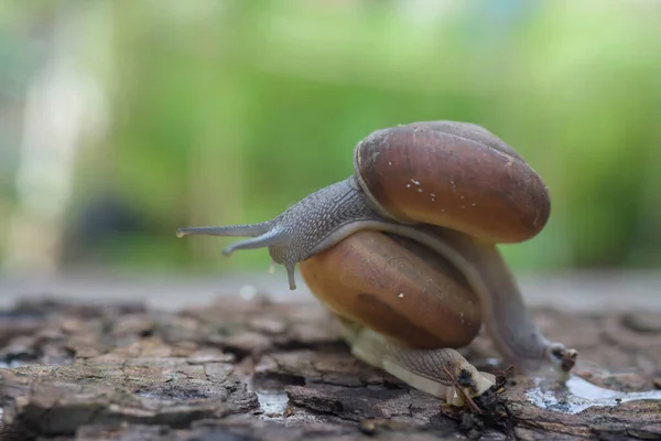 Snails Climbed Beautifully Wooden Floor — Stock Photo, Image