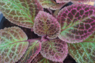 Süslü yaprakların çok güzel mor bir deseni vardır..