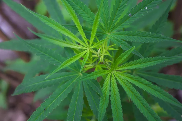 Esrar yaprakları çok güzel yeşil..