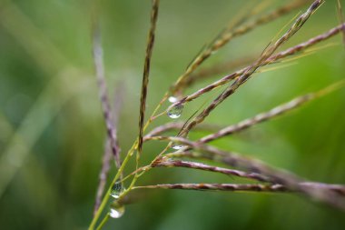 Sabahları çimenlere su damlaları güzel olur..