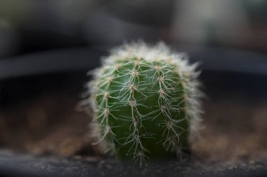 Kaktüs filizleri çok güzel büyüyor..