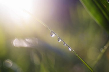 Su sabah çimlerin üzerine doğal olarak düşer..