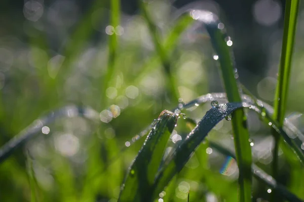 Eau Tombe Magnifiquement Sur Herbe Matin — Photo