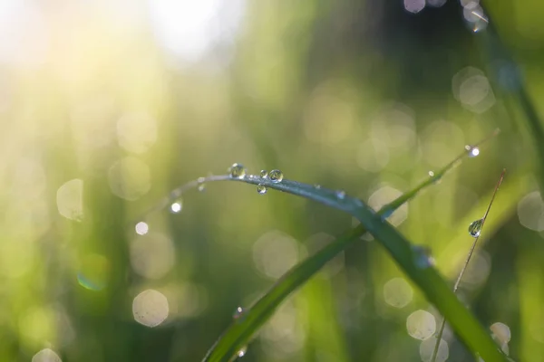 Капли Воды Естественным Образом Красивы Траве — стоковое фото