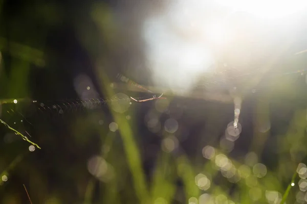 Voda Kapky Trávě Dopoledních Hodinách Krásným Bokeh Přirozeně — Stock fotografie