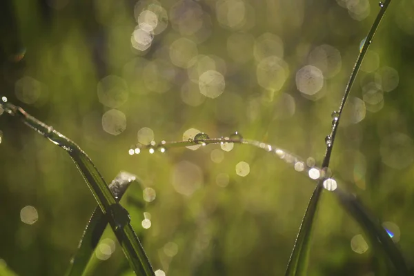 После Дождя Капает Вода Траву Естественной Красоты Утрам — стоковое фото