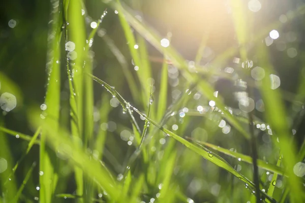 Sabahları çimlerin üzerine güzel bir su damlası düşer..