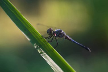 Yusufçuk sabah güzel bir şekilde çimlere tünedi..