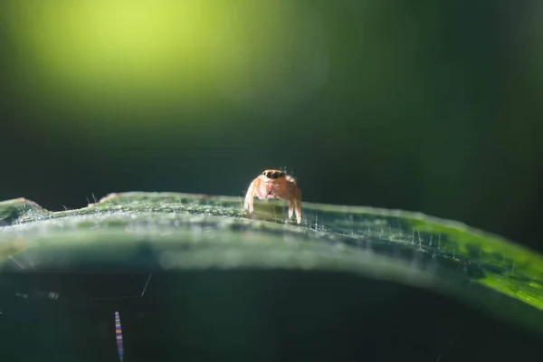 一只美丽的蜘蛛栖息在草叶上 — 图库照片