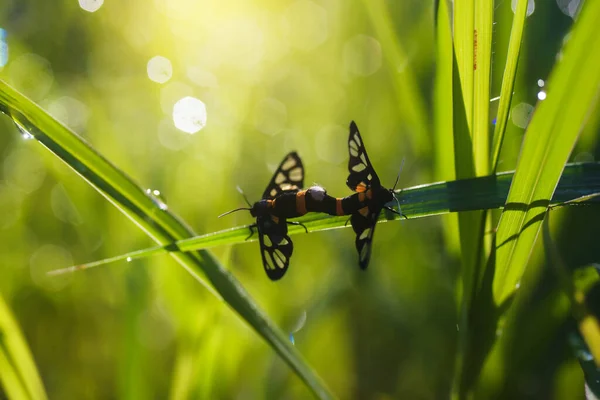 Los Insectos Temporada Apareamiento Están Maravillosamente Hierba Por Mañana — Foto de Stock