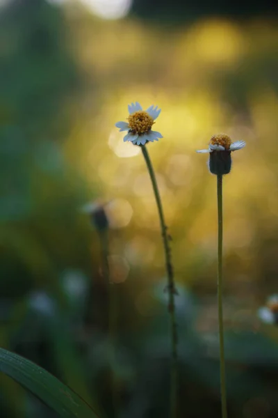 Das Gras Blüht Schön — Stockfoto