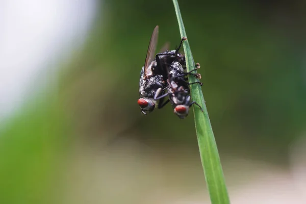 Muchy Pięknie Nawoziły Źdźbła Trawy — Zdjęcie stockowe