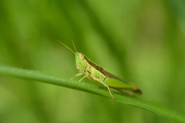 草の上に美しく佇む草の買い物客 — ストック写真