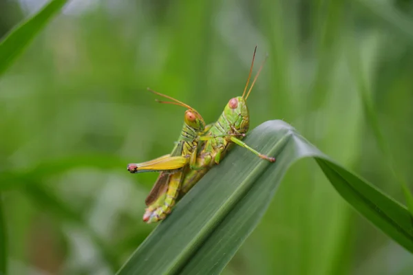 在雨季 绿色的蚱蜢正在美丽地栖息在草地上繁殖 — 图库照片