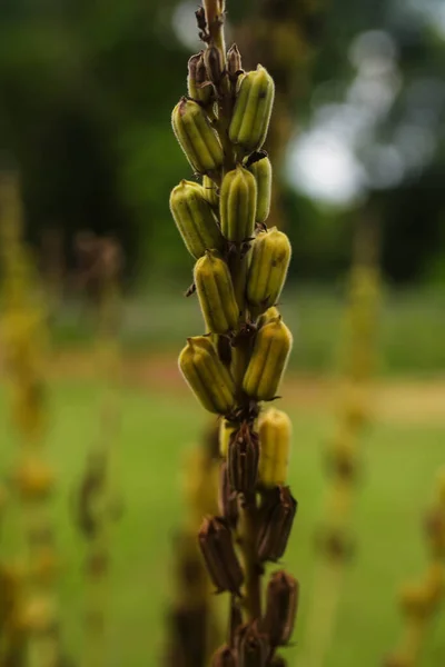 Susam tohumları çok güzel yaşlanıyor..