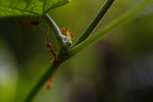 Ένα Κόκκινο Μυρμήγκι Κάθεται Όμορφα Ένα Κλαδί Δέντρου — Φωτογραφία Αρχείου