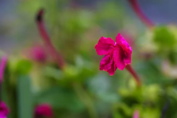 Den Rosa Boken Blommor Blommar Vackert — Stockfoto