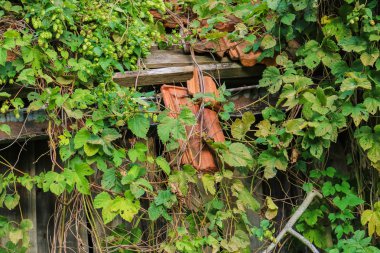 Eski ahşap ile kırmızı çatı bar 