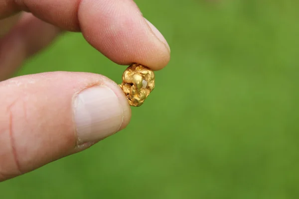 Goldnugget, samorodek złota wydobycie od rzeki w Austrii, prawdziwe złoto. Obraz Stockowy