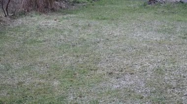 Kış geliyor, kar pul üzerinde yeşil çayır