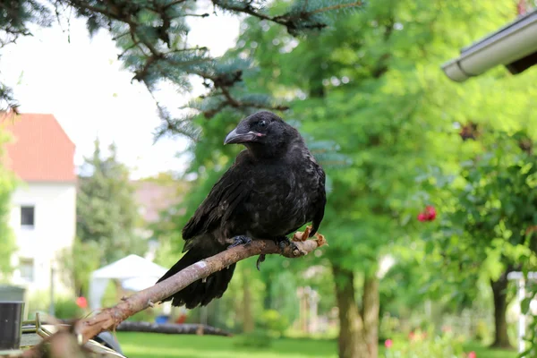 Fekete varjú, Corvus, corone. Corvus cornix az eurázsiai madár sp — Stock Fotó