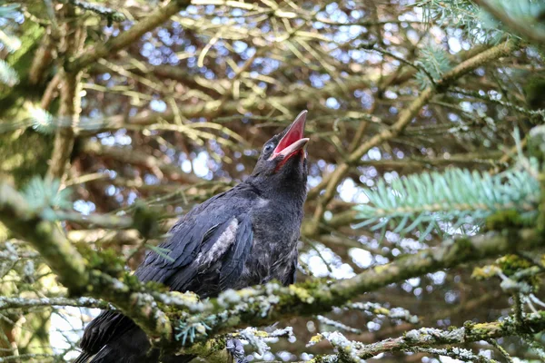 Fekete varjú, Corvus, corone. Corvus cornix az eurázsiai madár sp — Stock Fotó