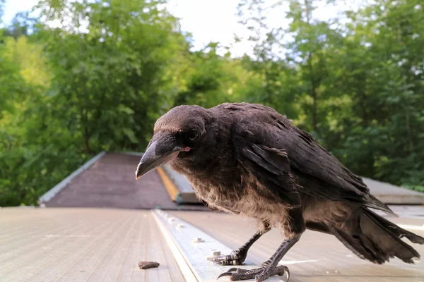 Corvo nero, corvo, corone. Corvus cornix è un uccello euroasiatico sp — Foto Stock