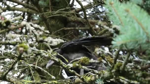 Schwarze Krähe auf dem Baum — Stockvideo